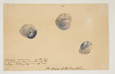 WD 961 f.20 autorstwa William Alexander