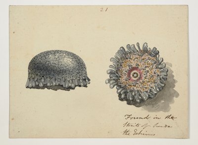 WD 961 f.21 autorstwa William Alexander