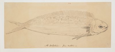 WD 961 f.24 autorstwa William Alexander