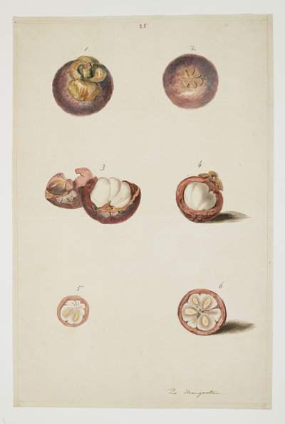 WD 961 f.25 autorstwa William Alexander