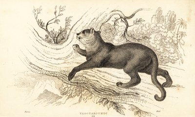 Jaguarandi, puma szanuje., 1834 (Ngaraving) autorstwa William Alexander Forbes