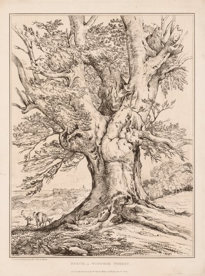Buk w lesie Windsor, 1805. autorstwa William Alfred Delamotte