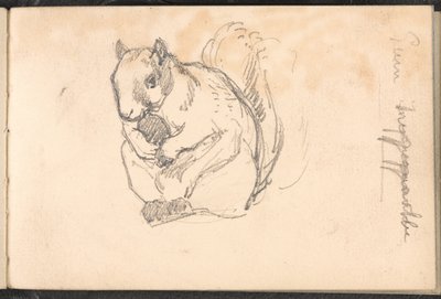 Szkic wiewiórki, 1879 ok autorstwa William Barnes Wollen