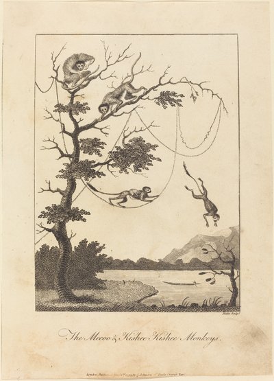 Małpy Mecoo i Kisbee Kishee, 1793. autorstwa William Blake