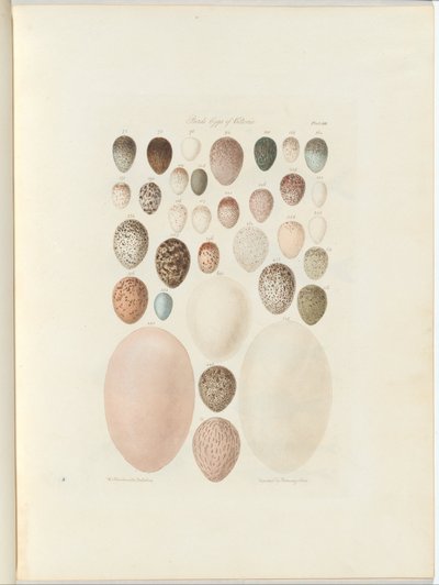 Jaja ptasie Wiktorii.niepublikowane folio Australia Terra Cognita autorstwa Williama Blandowskiego. 1855-56 autorstwa William Blandowski