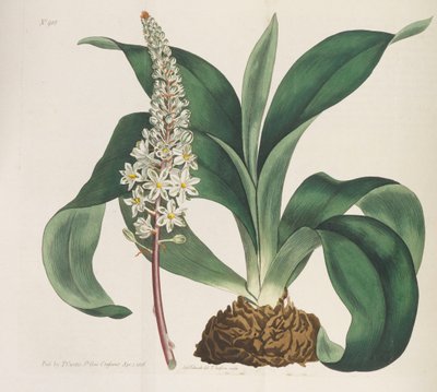 Magazyn botaniczny, 1787-1833. autorstwa William Curtis