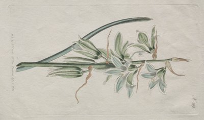 Wystawiono magazyn botaniczny lub ogród kwiatowy: Gwiazda Betlejemska autorstwa William Curtis