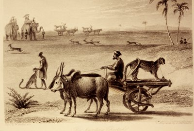 Gepardy myśliwskie autorstwa William Daniell