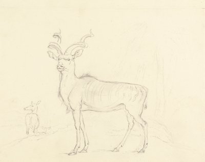 Koodoo autorstwa William Daniell