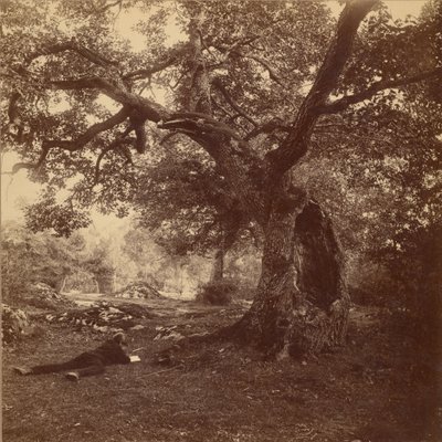 Las Fontainebleau autorstwa William Drooke Harrison