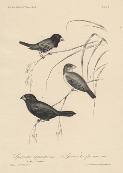 Spermestes Nigriceps (samiec i samica) i Spermestes Fuscans, litografia J.T. Bowena, 1850 r. autorstwa William E. Hitchcock