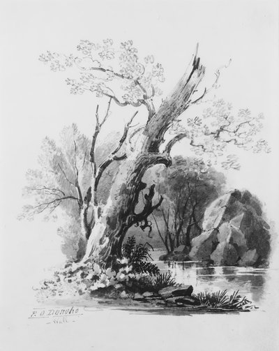 Leśny Gaj, . autorstwa William Guy Wall