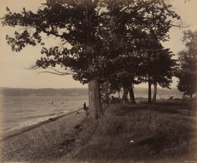 Jezioro Cayuga, Sheldrake autorstwa William H. Rau