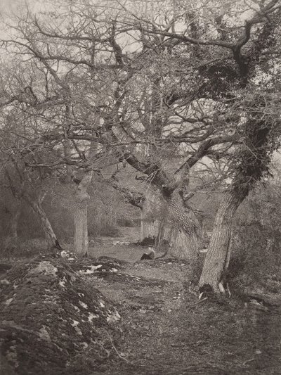 Las Fontainebleau, lata 70. XIX wieku. autorstwa William Harrison