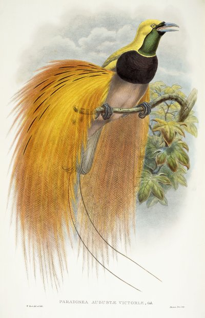 Raj Augusty Wiktorii, 1891-1898 autorstwa William Hart