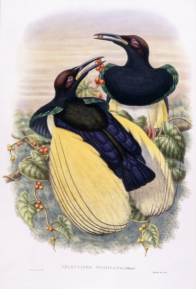 Seleucydy Nigracans autorstwa William Hart