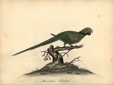 Aleksandretta aleksandretta , papuga papużkowa eupatria. (Psittacus alexandri) Ręcznie barwiony miedzioryt przedstawiający ilustrację autorstwa Williama Hayesa z Portretów rzadkich i ciekawych ptaków z Menażerii w Osterly Park. autorstwa William Hayes
