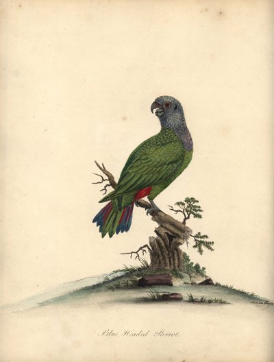 Papuga niebieskogłowa, Pionus menstruus. (Psittacus menstruus) Ręcznie barwiony miedzioryt ilustracji autorstwa Matyldy Hayes z Portretów rzadkich i ciekawych ptaków Williama Hayesa z Menażerii Parku Osterly. autorstwa William Hayes