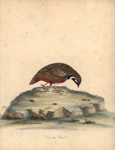 Przepiórka niebieska , Coturnix chinensis . (przepiórka chińska, Tetrao chinensis) Ręcznie barwiony miedzioryt ilustracji autorstwa Williama Hayesa z Portretów rzadkich i ciekawych ptaków z Menażerii Osterly Park, Londyn: Bulmer autorstwa William Hayes