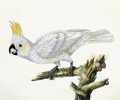 Kakao, 1779 autorstwa William Hayes