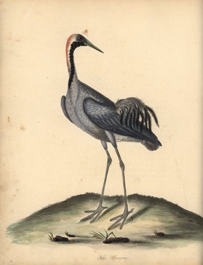 Żuraw grus grus. (Ardea grus) Ręcznie barwiony miedzioryt przedstawiający ilustrację autorstwa Williama Hayesa z Portretów rzadkich i ciekawych ptaków z Menażerii w Osterly Park. autorstwa William Hayes