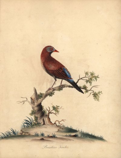 Grenadier zwyczajny, Uraeginthus granatinus, pochodzący z Afryki. (Dziwo brazylijska, Fringilla granatina) Ręcznie barwiony miedzioryt przedstawiający ilustrację autorstwa Williama Hayesa z Portretów rzadkich i ciekawych ptaków z Menażerii w Osterly Park,  autorstwa William Hayes