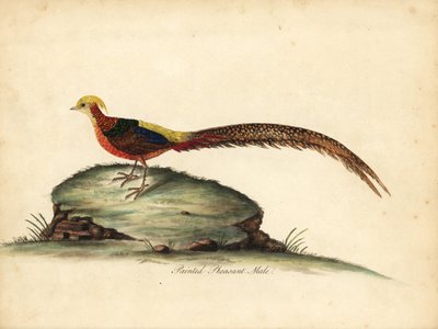 Bażant złocisty lub chiński, Chrysolophus pictus, samiec. (Malowany bażant, Phasianus pictus) Ręcznie barwiony miedzioryt przedstawiający ilustrację Williama Hayesa z Portretów rzadkich i ciekawych ptaków z Menażerii Osterly Park, Londyn: Bulmer autorstwa William Hayes
