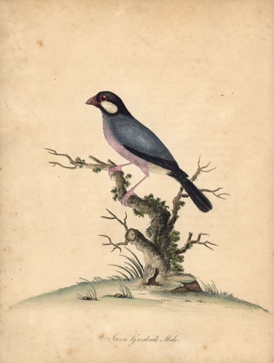 Wróbel jawajski, Lonchura oryzivora. Wrażliwy. (Java grubodziób, Loxea oryxivora) Ręcznie barwiony miedzioryt ilustracji autorstwa Williama Hayesa z Portretów rzadkich i ciekawych ptaków z Menażerii Osterly Park, Londyn: Bulmer autorstwa William Hayes