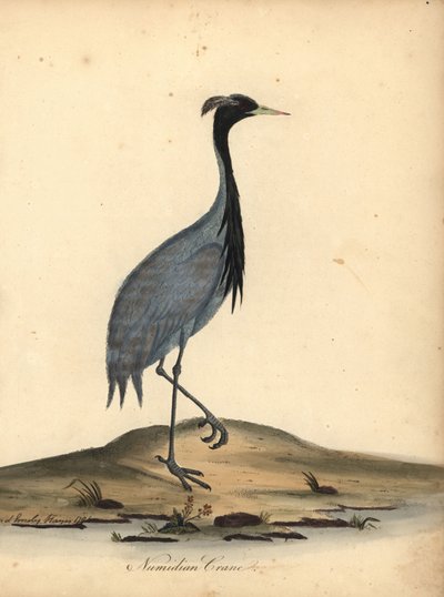 Żuraw Mademoiselle, Anthropoides virgo (Żuraw numidyjski, Ardea virgo). Ręcznie kolorowany miedzioryt przedstawiający ilustrację autorstwa Ann i Emily Hayes z Portretów rzadkich i ciekawych ptaków Williama Hayesa z Menażerii w Osterly Park. autorstwa William Hayes