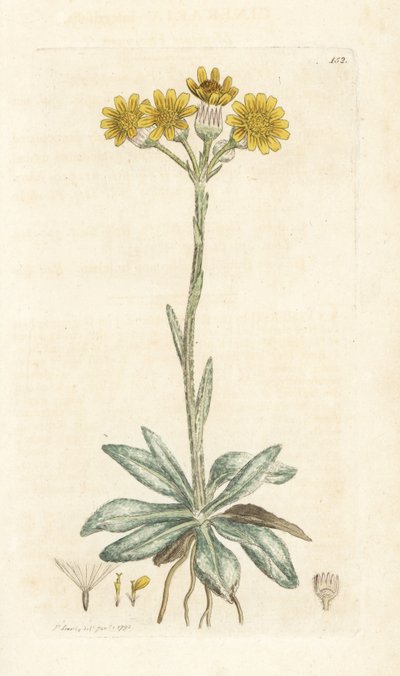 Pechowiec górski, Tephroseris integrifolia (Cineraria integrifolia). Ręcznie kolorowany miedzioryt wykonany przez Jamesa Sowerby