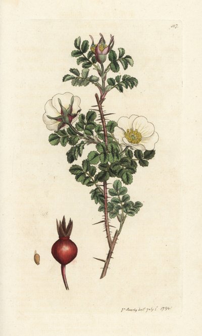 Krwaśnik różowy, Rosa spinosissima. Ręcznie kolorowany miedzioryt wykonany przez Jamesa Sowerby