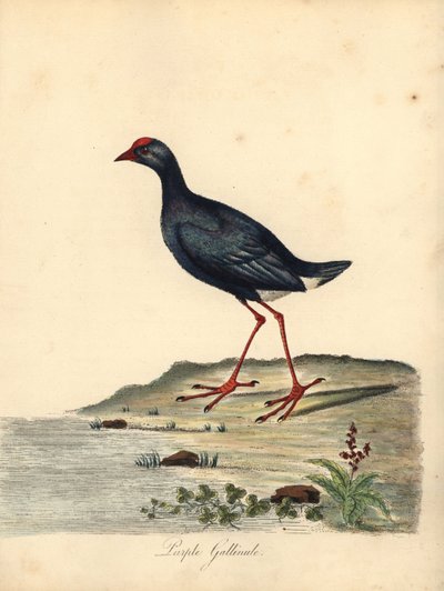Purpurowy bagno, Porphyrio porphyrio. (Purple gallinule, Fulica porphyrio) Ręcznie barwiony miedzioryt ilustracji autorstwa Williama Hayesa z Portretów rzadkich i ciekawych ptaków z Menażerii Osterly Park (Londyn: Bulmer autorstwa William Hayes