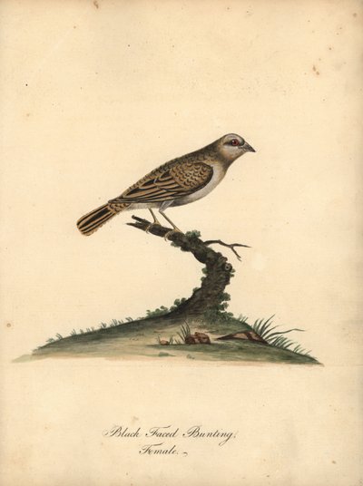Quelea czerwonodzioby, Quelea quelea, samica. (Trzepotanie z czarną twarzą, Embereza quelea) Ręcznie barwiony miedzioryt ilustracji autorstwa Williama Hayesa z Portretów rzadkich i ciekawych ptaków z Menażerii Osterly Park (Londyn: Bulmer autorstwa William Hayes