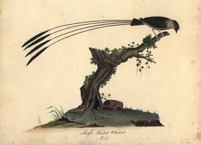 Wago-ogoniasty dlaczego, Vidua regia. (Whidah ogoniasta, Emberiza regia) Ręcznie barwiony miedzioryt ilustracji autorstwa Williama Hayesa i jego córki M (Matyldy) z Portretów rzadkich i ciekawych ptaków z Menażerii w Osterly Park, Londyn: autorstwa William Hayes