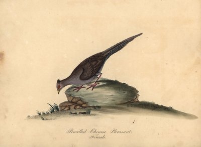 Bażant srebrny, Lophura nycthemera, samica. (Bażant chiński ołówkiem, Phasianus nycthemerus) Ręcznie barwiony miedzioryt ilustracji Matilda Hayes z Portretów rzadkich i ciekawych ptaków Williama Hayesa z Menażerii Parku Osterly, autorstwa William Hayes