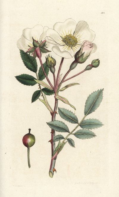 Biała róża, Rosa arvensis. Ręcznie kolorowany miedzioryt wykonany przez Jamesa Sowerby
