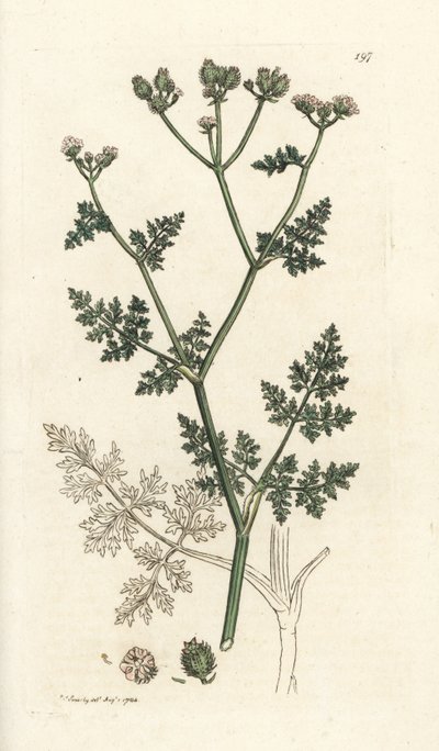 Biały koronkowy kwiat, Orlaya grandiflora (Mała pietruszka caucalis lub basard, Caucalis daucoides). Ręcznie barwiony miedzioryt wykonany przez Jamesa Sowerby