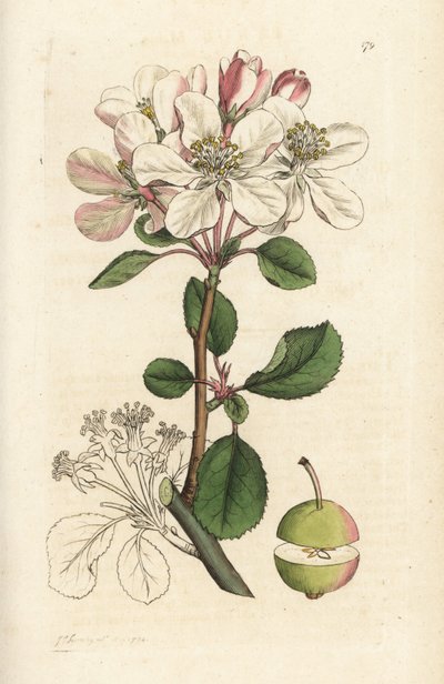 Dzikie jabłko lub crabtree, Malus domestica (Pyrus malus). Ręcznie kolorowany miedzioryt wykonany przez Jamesa Sowerby