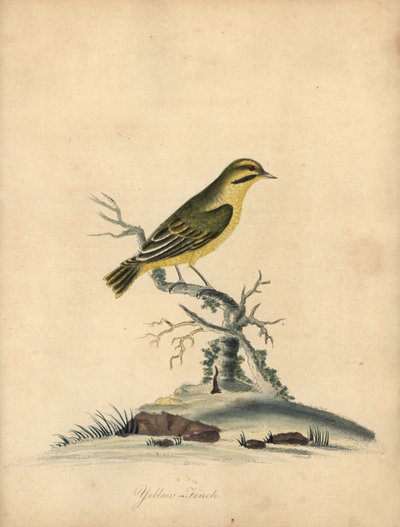 Dziwonia żółta, Fringilla butyracea. Wyginąć? Ręcznie barwiony miedzioryt przedstawiający ilustrację autorstwa Williama Hayesa z Portretów rzadkich i ciekawych ptaków z Menażerii Osterly Park (Londyn: Bulmer autorstwa William Hayes