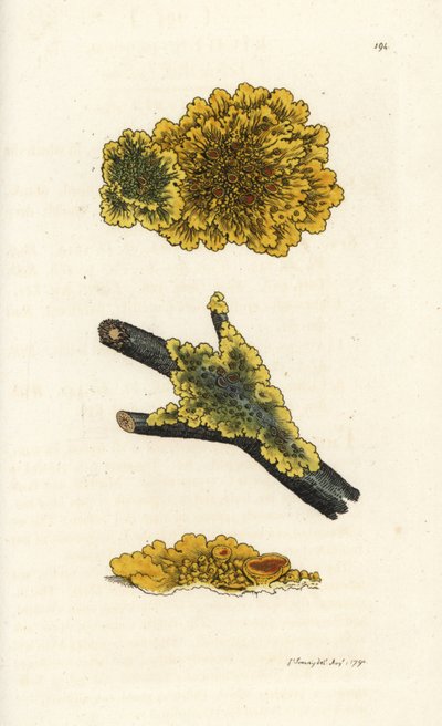 Żółty porost przyścienny, Lichen parietinus. Ręcznie kolorowany miedzioryt wykonany przez Jamesa Sowerby