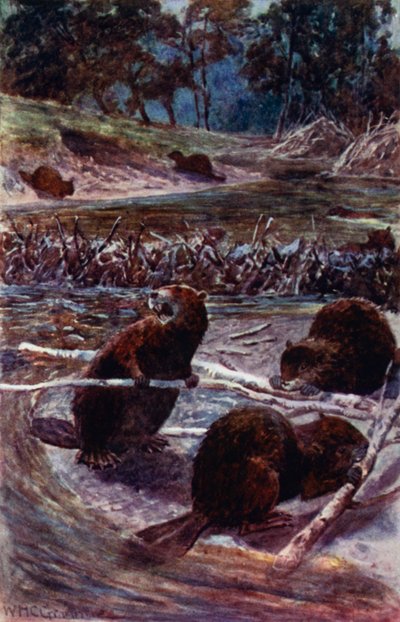 „Budują tamę w poprzek strumienia” (kolor lito) autorstwa William Henry Charles Groome