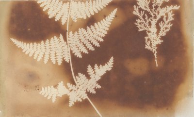 1. Paraliż. 2. Alga, 1839. autorstwa William Henry Fox Talbot