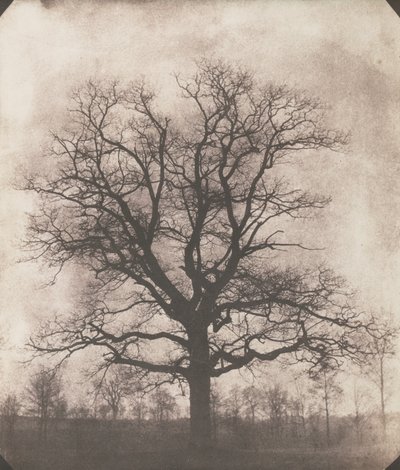 Dąb zimą, ok. 1892-93 (negatyw kalotypu) autorstwa William Henry Fox Talbot