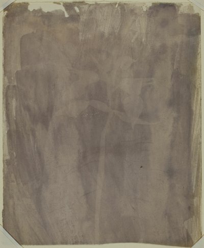 Okaz botaniczny autorstwa William Henry Fox Talbot