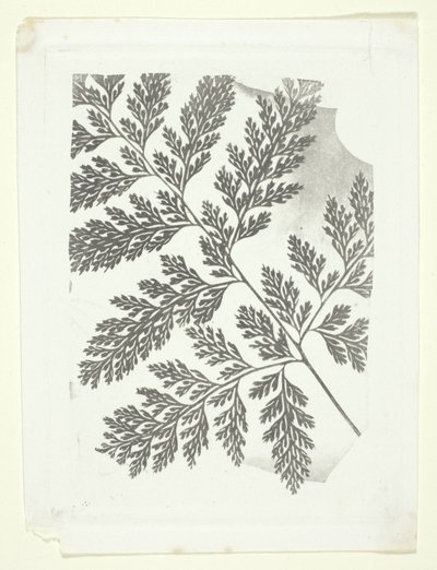 Gałąź paproci autorstwa William Henry Fox Talbot