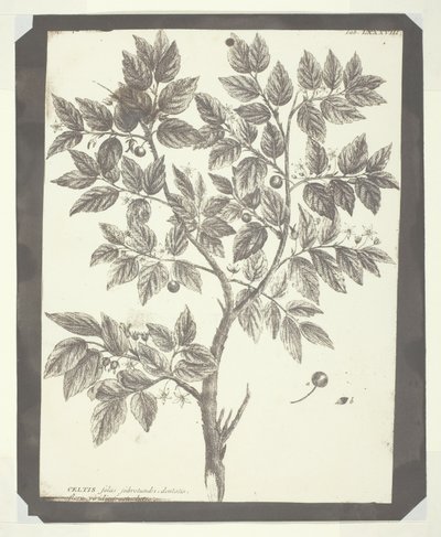Kopia ryciny botanicznej „Celtis” autorstwa William Henry Fox Talbot