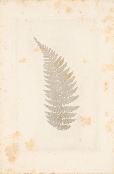[Daleko] autorstwa William Henry Fox Talbot