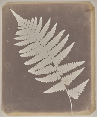  autorstwa William Henry Fox Talbot