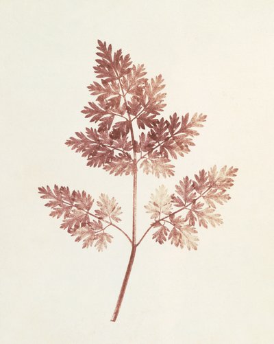 Liście Liści, 1843 autorstwa William Henry Fox Talbot
