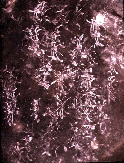 Wiciokrzew, czerwiec 1840 (zdjęcie w sepii) autorstwa William Henry Fox Talbot